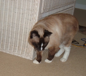 [picture of Jazmin, a Siamese-x sealpoint snowshoe cat]