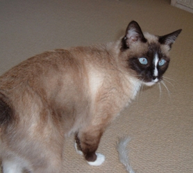 [picture of Jazmin, a Siamese-x sealpoint snowshoe cat]