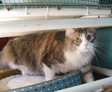 [another picture of Dusty, a Domestic Long Hair light brown tabby/white\ cat] 