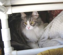 A picture of #NS03769: Dusty a Domestic Long Hair light brown tabby/white