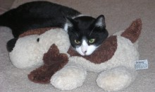[another picture of Media, a Domestic Short Hair black/white\ cat] 
