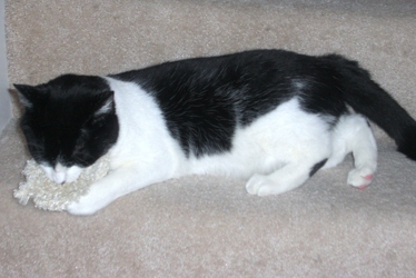 [picture of Media, a Domestic Short Hair black/white cat]