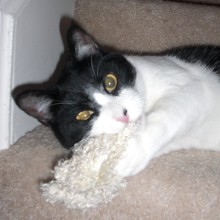 A picture of #NS03770: Media a Domestic Short Hair black/white