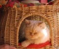 A picture of #NS03771: Sam a Himalayan flamepoint