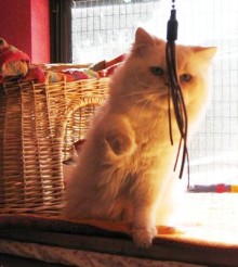[another picture of Sam, a Himalayan flamepoint\ cat] 