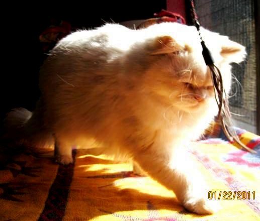 [picture of Sam, a Himalayan flamepoint cat]