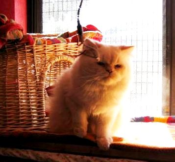 [picture of Sam, a Himalayan flamepoint cat]
