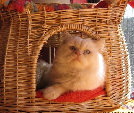 [picture of Sam, a Himalayan flamepoint cat]