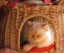 [picture of Sam, a Himalayan flamepoint\ cat] 