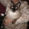 A picture of #NS03772: Dougherty a Siamese sealpoint