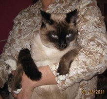 [another picture of Dougherty, a Siamese sealpoint\ cat] 