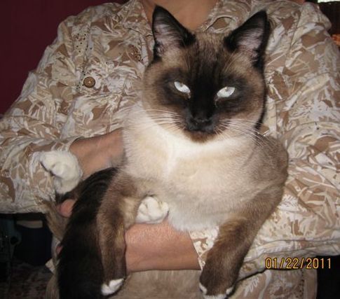 [picture of Dougherty, a Siamese sealpoint cat]