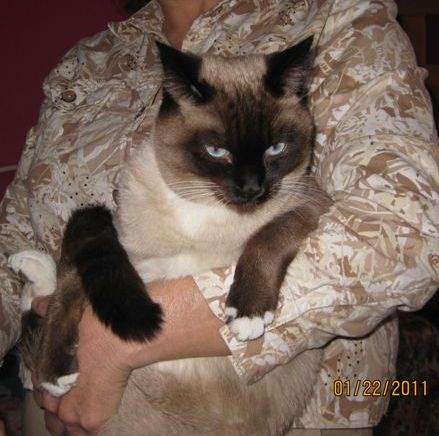 [picture of Dougherty, a Siamese sealpoint cat]