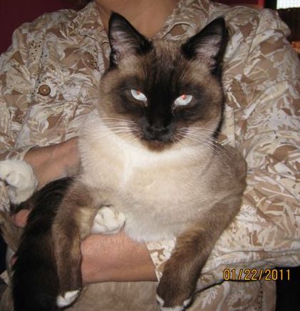 [picture of Dougherty, a Siamese sealpoint cat]