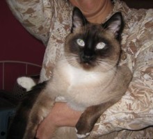 [picture of Dougherty, a Siamese sealpoint\ cat] 