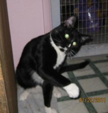 [another picture of Steve, a Domestic Short Hair black/white\ cat] 