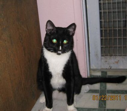 [picture of Steve, a Domestic Short Hair black/white cat]