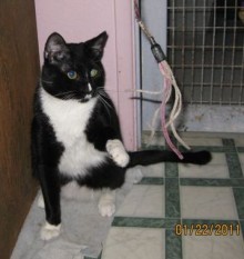A picture of #NS03773: Steve a Domestic Short Hair black/white
