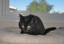 [another picture of Rocky, a Domestic Long Hair black\ cat] 