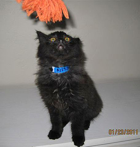 [picture of Rocky, a Domestic Long Hair black cat]