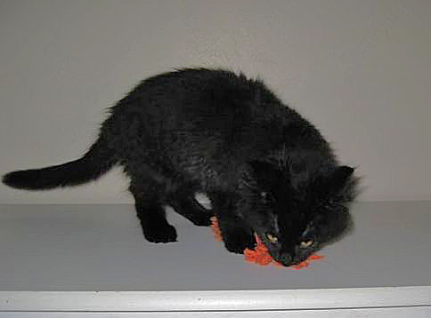 [picture of Rocky, a Domestic Long Hair black cat]
