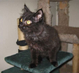 [picture of Rocky, a Domestic Long Hair black cat]
