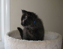 A picture of #NS03774: Rocky a Domestic Long Hair black