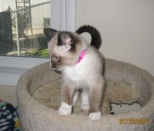 [another picture of Ricki, a Showshoe-x sealpoint\ cat] 