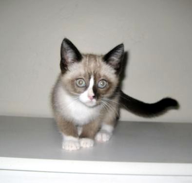 [picture of Ricki, a Showshoe-x sealpoint cat]