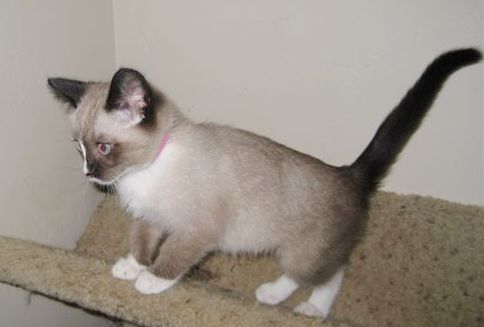[picture of Ricki, a Showshoe-x sealpoint cat]