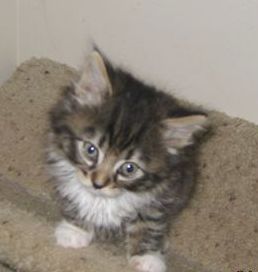 Adopted Ns03776 Bonnie