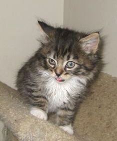 [picture of Bonnie, a Domestic Long Hair brown tabby/white cat]