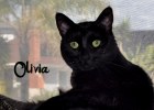 A picture of #NS03777: Olivia a Domestic Short Hair black