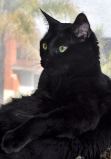 [another picture of Olivia, a Domestic Short Hair black\ cat] 