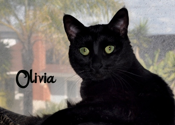[picture of Olivia, a Domestic Short Hair black cat]