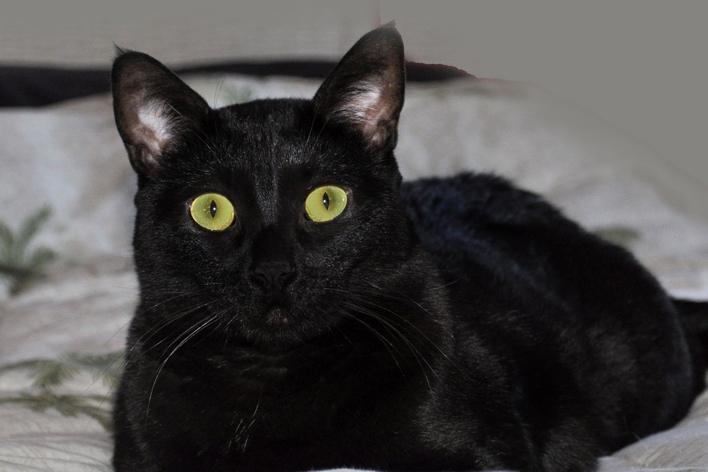 [picture of Olivia, a Domestic Short Hair black cat]