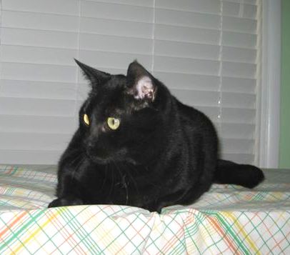 [picture of Olivia, a Domestic Short Hair black cat]