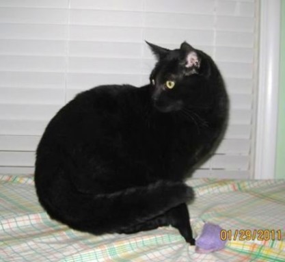 [picture of Olivia, a Domestic Short Hair black cat]