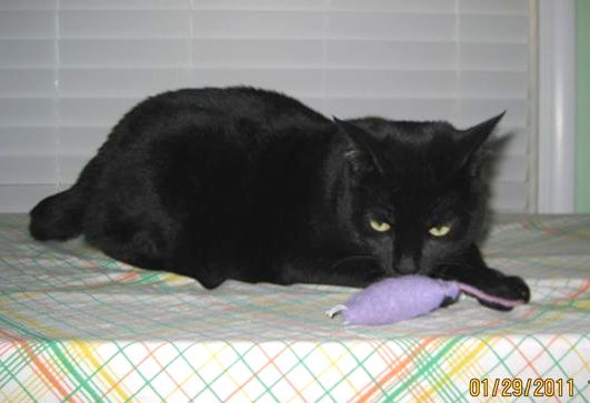 [picture of Olivia, a Domestic Short Hair black cat]