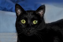 [picture of Olivia, a Domestic Short Hair black\ cat] 