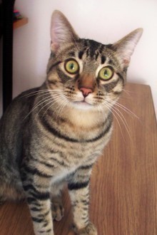 [another picture of Charlie, a Domestic Short Hair brown tabby\ cat] 