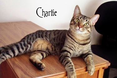 [picture of Charlie, a Domestic Short Hair brown tabby cat]