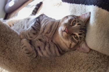 [picture of Charlie, a Domestic Short Hair brown tabby cat]