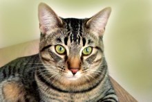 A picture of #NS03779: Charlie a Domestic Short Hair brown tabby