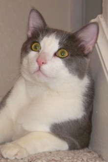 [another picture of Barney, a Domestic Short Hair gray/white\ cat] 