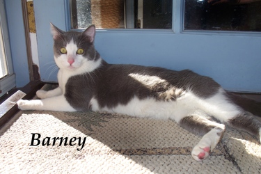 [picture of Barney, a Domestic Short Hair gray/white cat]