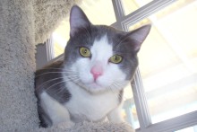 A picture of #NS03780: Barney a Domestic Short Hair gray/white