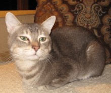 [another picture of Dundee, a Domestic Short Hair brown tabby\ cat] 