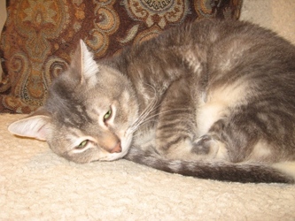 [picture of Dundee, a Domestic Short Hair brown tabby cat]