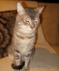 [picture of Dundee, a Domestic Short Hair brown tabby cat]